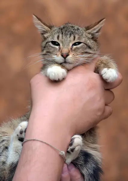 Gestreift mit weißer junger Katze — Stockfoto