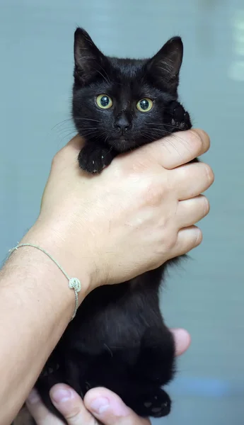 Negro lindo joven gato — Foto de Stock