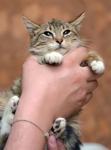 Striped with white young cat — Stock Photo, Image