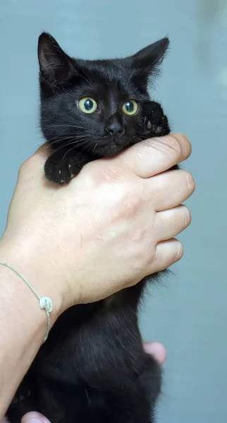 Черная симпатичная молодая кошка — стоковое фото