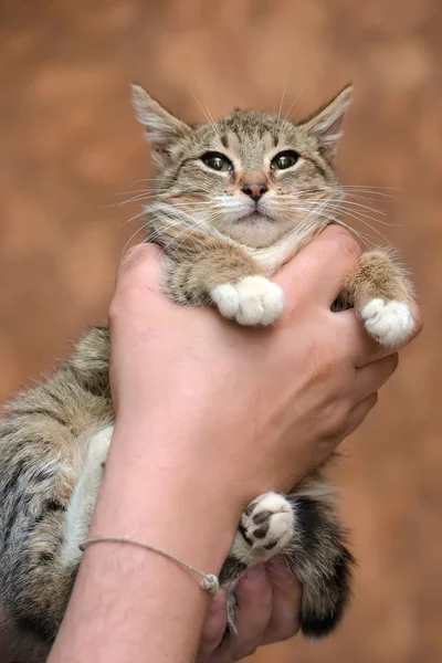 Striped with white young cat — Stock Photo, Image