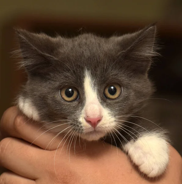 Gatinho em mãos com um focinho assustado — Fotografia de Stock