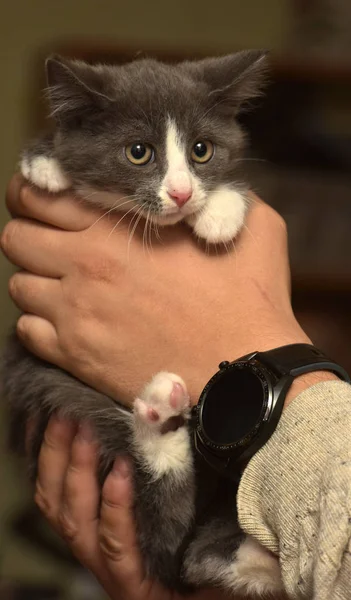 Kitten in handen met een angstige snuit — Stockfoto