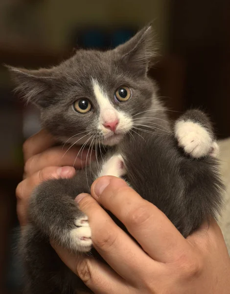 Gatito en las manos con un hocico asustado — Foto de Stock