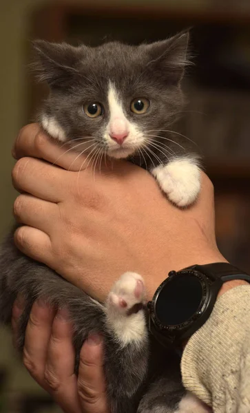 Kitten in handen met een angstige snuit — Stockfoto