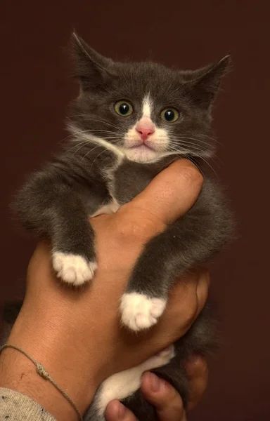 Kitten in hands with a frightened muzzle — Stock Photo, Image