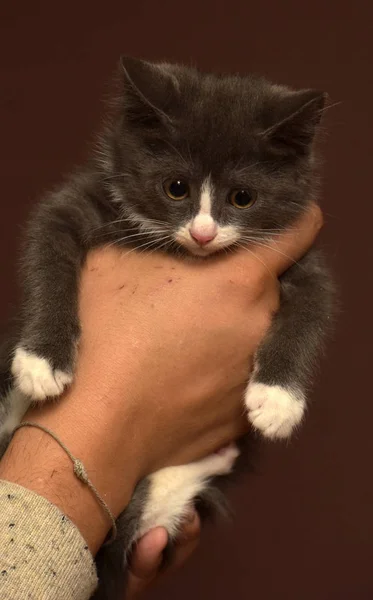 Kitten in handen met een angstige snuit — Stockfoto