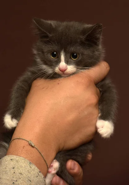 Kitten in hands with a frightened muzzle — Stock Photo, Image