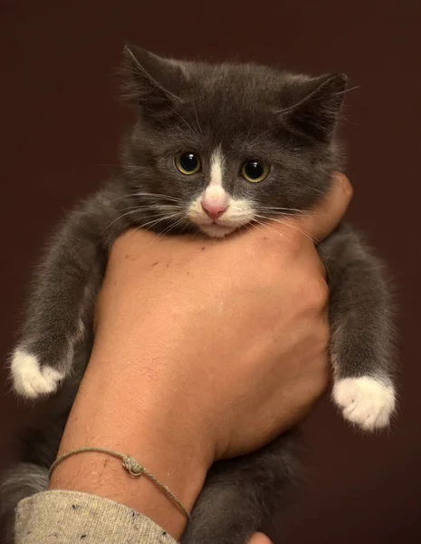 Kitten in handen met een angstige snuit — Stockfoto