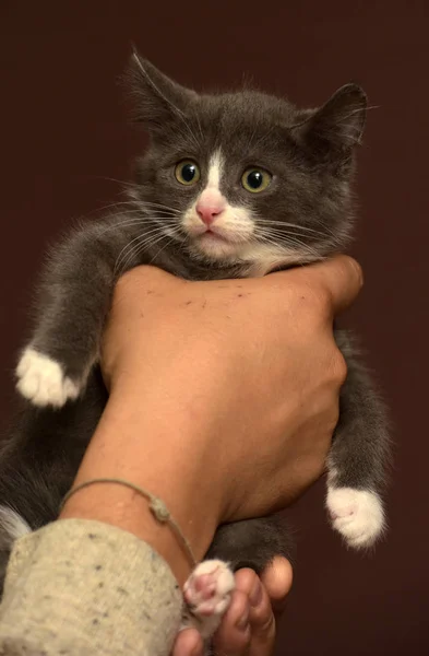 Cica a kezében egy rémült szájkosár — Stock Fotó
