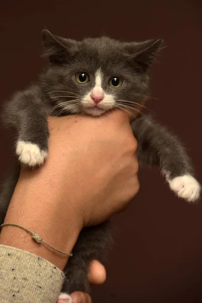 Kitten in hands with a frightened muzzle — Stock Photo, Image