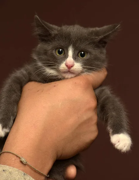 Kitten in hands with a frightened muzzle — Stock Photo, Image