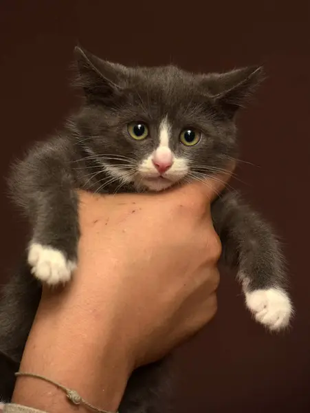 Korkmuş bir ağız ile ellerde kedi yavrusu — Stok fotoğraf