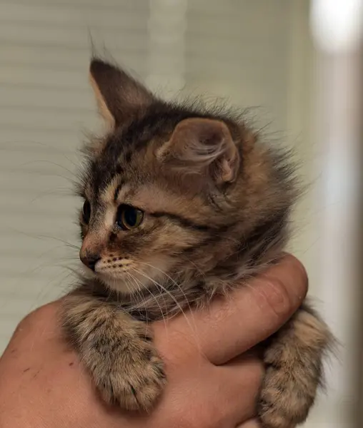 Elinde sibirya kedi yavrusu — Stok fotoğraf