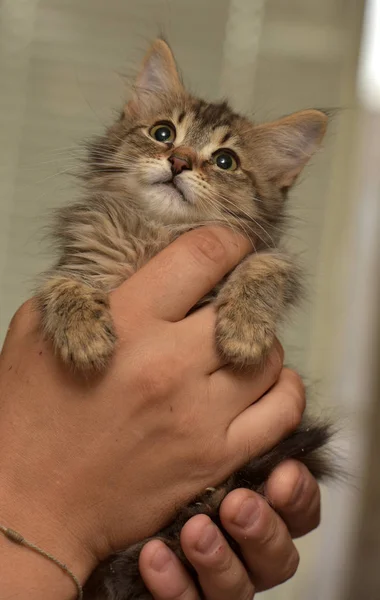 V rukou sibiřské kotě — Stock fotografie