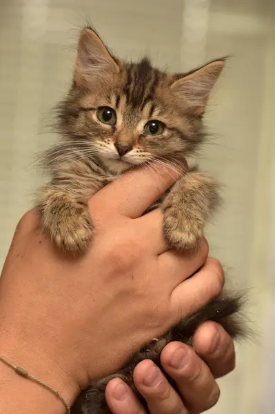 Gattino siberiano in mano — Foto Stock