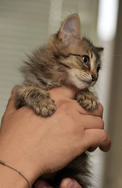 手にシベリアの子猫 — ストック写真