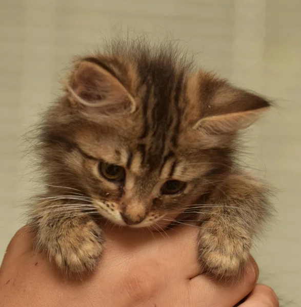 V rukou sibiřské kotě — Stock fotografie