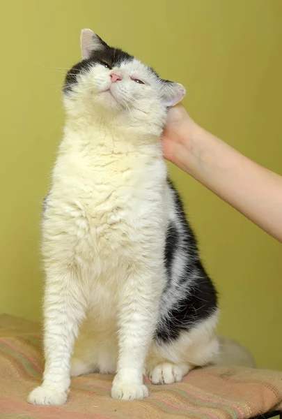 Gatto su uno sfondo verde si siede e colpi — Foto Stock