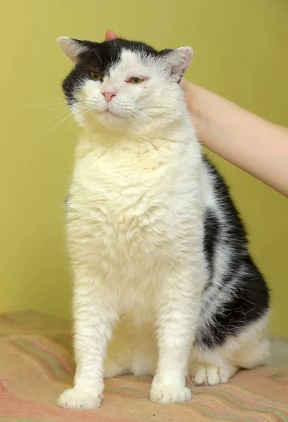 Katt på en grön bakgrund sitter och stroke — Stockfoto