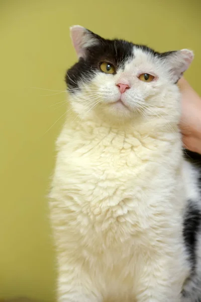 Gato preto e branco senta-se em um verde — Fotografia de Stock