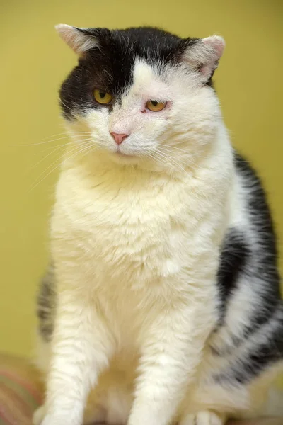 Gato preto e branco senta-se em um verde — Fotografia de Stock