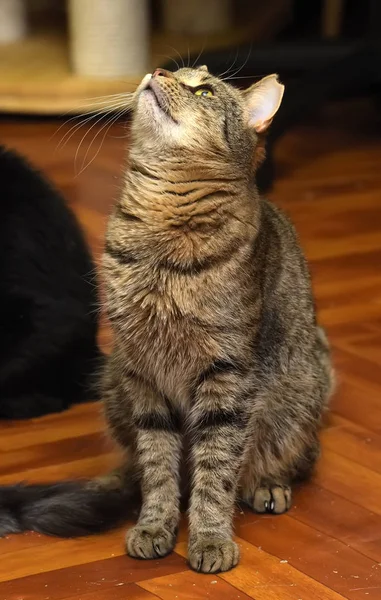 Gato tabby con la oreja recortada se sienta — Foto de Stock