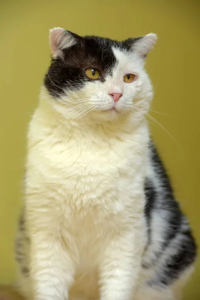 Gato preto e branco senta-se em um verde — Fotografia de Stock