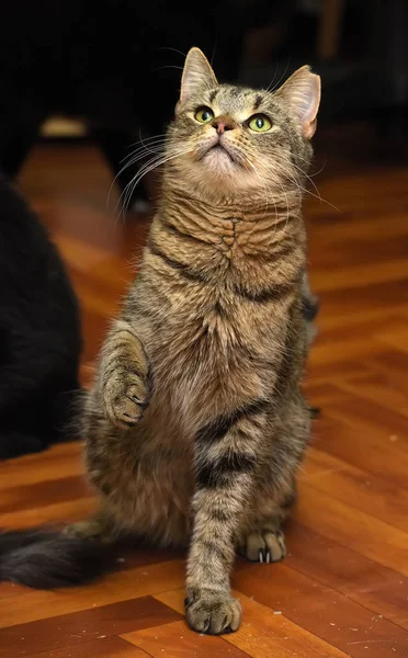 Kırpılmış kulak ile tabby kedi oturur — Stok fotoğraf