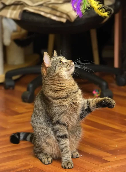 Gestromte Katze mit abgeschnittenem Ohr sitzt — Stockfoto