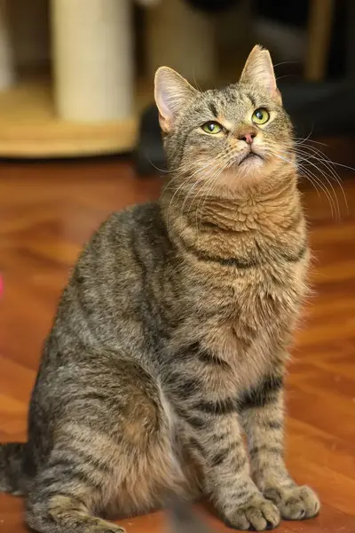 Тэбби-кот с обрезанным ухом сидит — стоковое фото