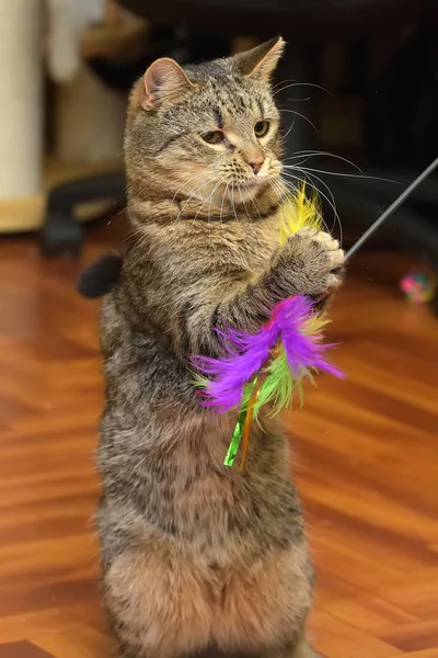 Gato joga capturas no chão — Fotografia de Stock