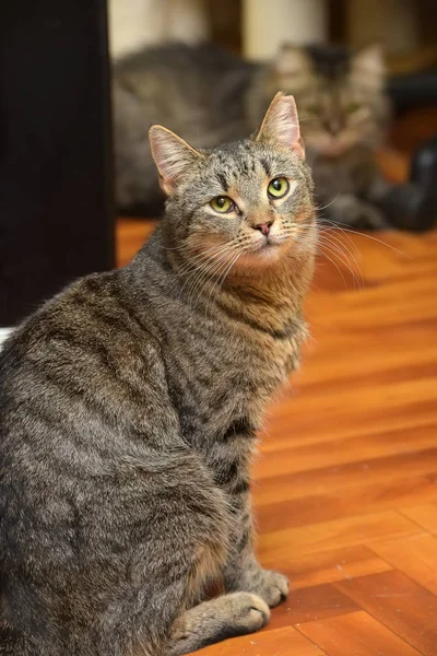 Gestromte Katze mit abgeschnittenem Ohr sitzt — Stockfoto