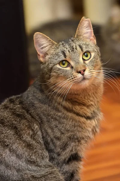 Tabby cat with cropped ear sits — Stock Photo, Image