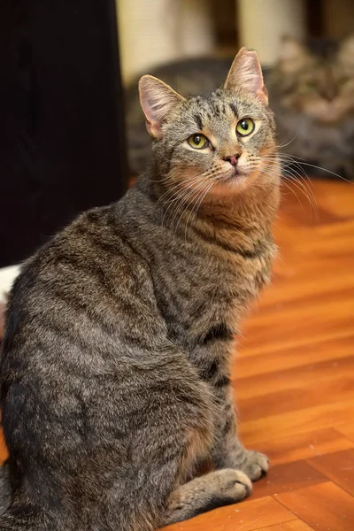 Gestromte Katze mit abgeschnittenem Ohr sitzt — Stockfoto