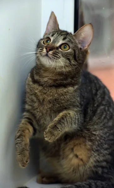 Striped brown cat domestic shorthair — Stock Photo, Image