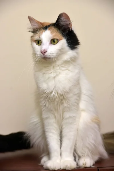 Grey, orange and white female cat — Stock Photo, Image
