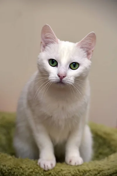 Gato branco com olhos verdes — Fotografia de Stock