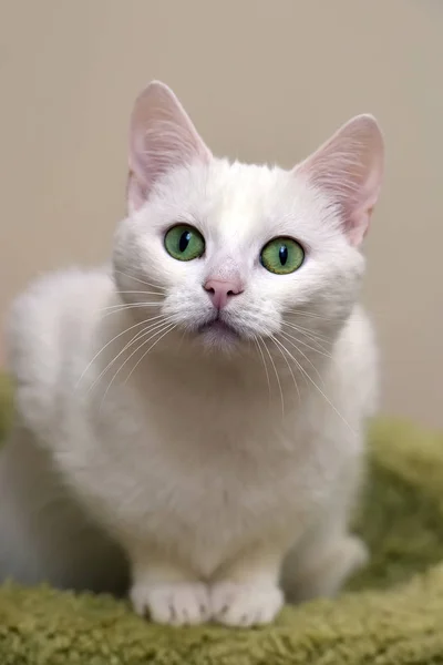 Bílá kočka se zelenýma očima — Stock fotografie