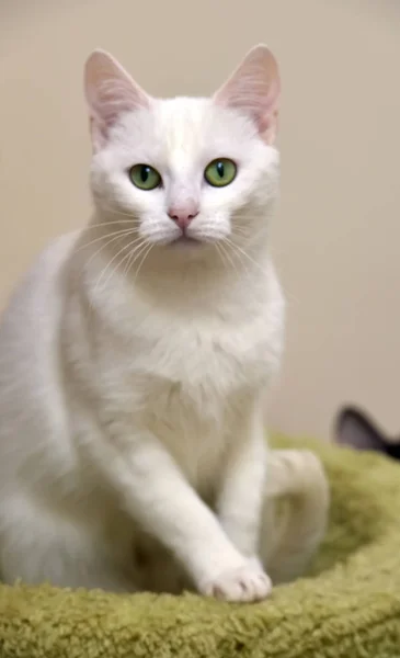 Gatto bianco con gli occhi verdi — Foto Stock