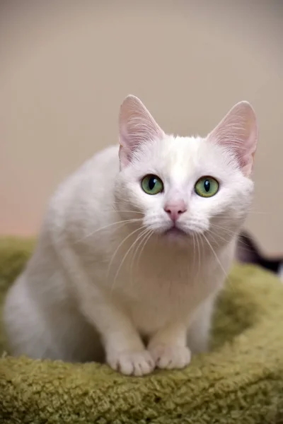 绿眼睛的白猫 — 图库照片