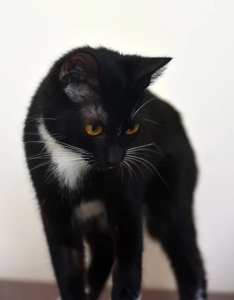 Noir et blanc jeune chat shorthair — Photo