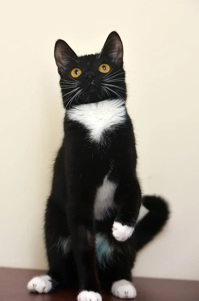 Noir et blanc jeune chat shorthair — Photo