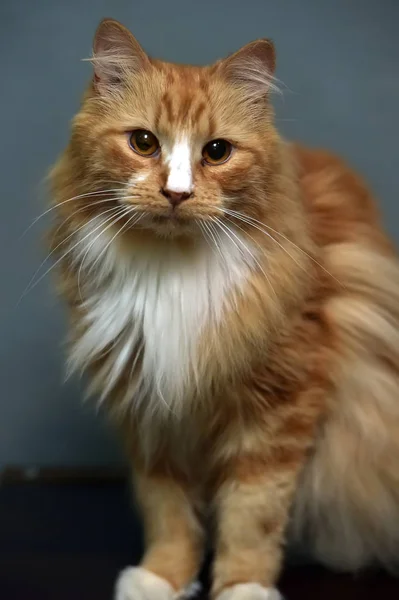 Fluffy red-haired white-breasted cat — Stock Photo, Image