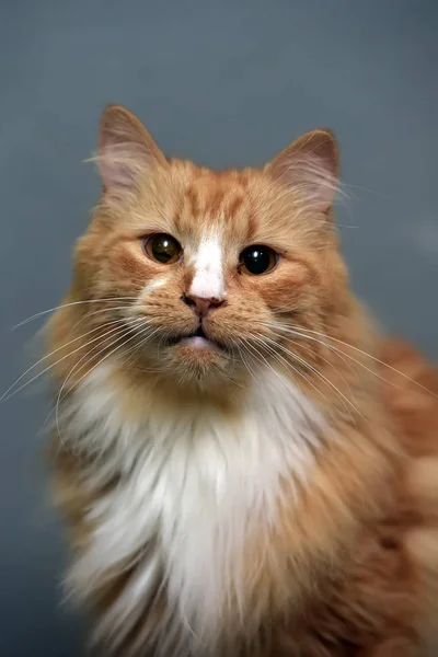 Пушистый рыжий белогрудый кот — стоковое фото