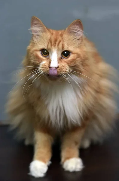 Gato mullido de pelo rojo de pecho blanco — Foto de Stock