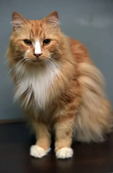 Gato mullido de pelo rojo de pecho blanco —  Fotos de Stock