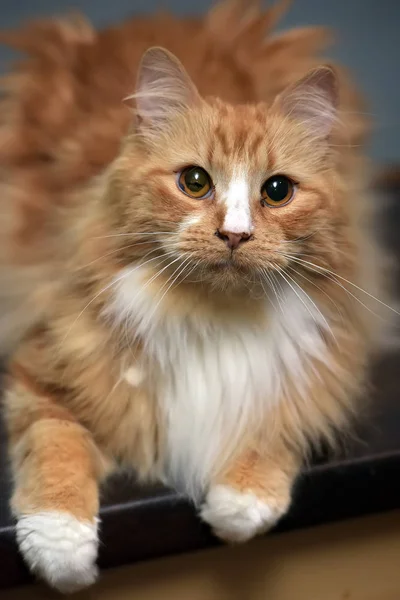 Fluffy red-haired white-breasted cat — Stock Photo, Image