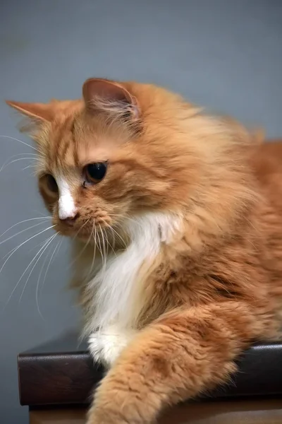 Pörröinen punatukkainen valkorintainen kissa — kuvapankkivalokuva