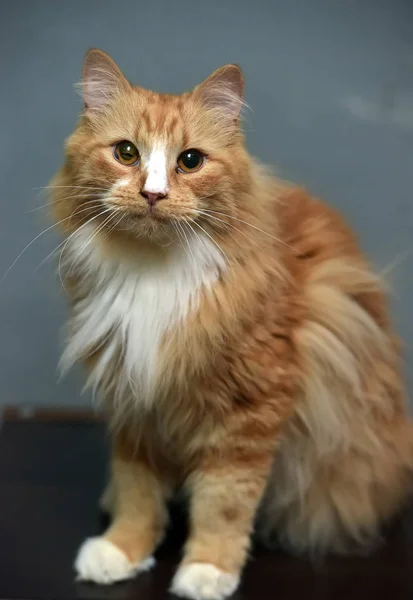 蓬松的红头发白胸猫 — 图库照片